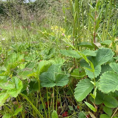 And Cozy Family House At Center Βίλα