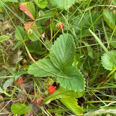 Βίλα And Cozy Family House At Center