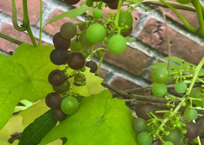 And Cozy Family House At Center Villa