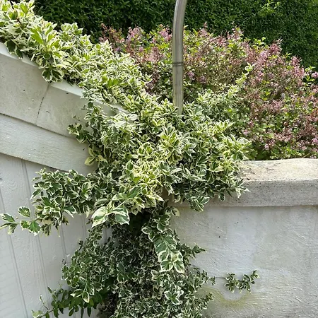 And Cozy Family House At Center