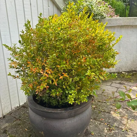 Vila And Cozy Family House At Center *