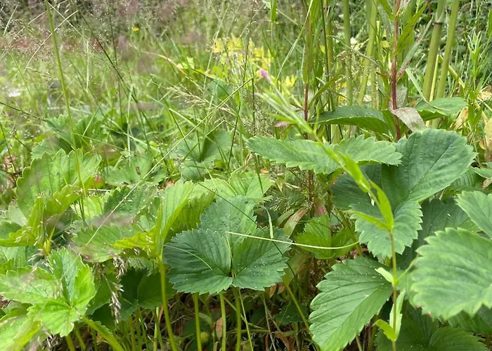 And Cozy Family House At Center Villa