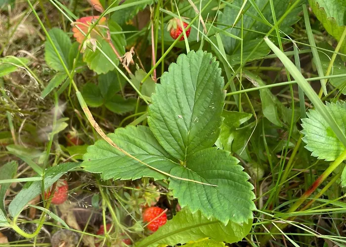 Villa And Cozy Family House At Center