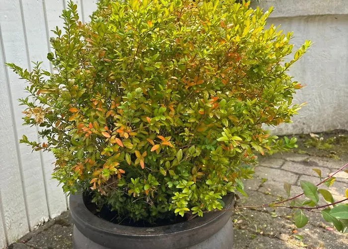 Villa And Cozy Family House At Center *